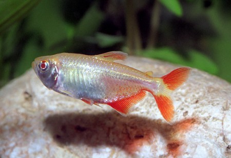 Tetra Buenos Aieres
