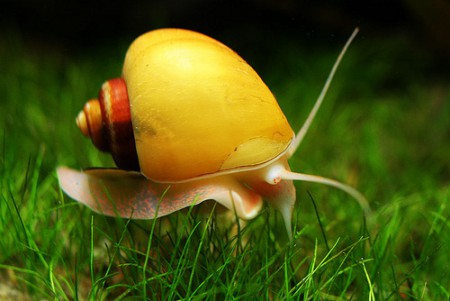 Curbicula