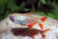Tetra Buenos Aieres